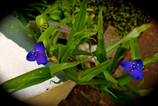 BlaueGlockenblume.klein