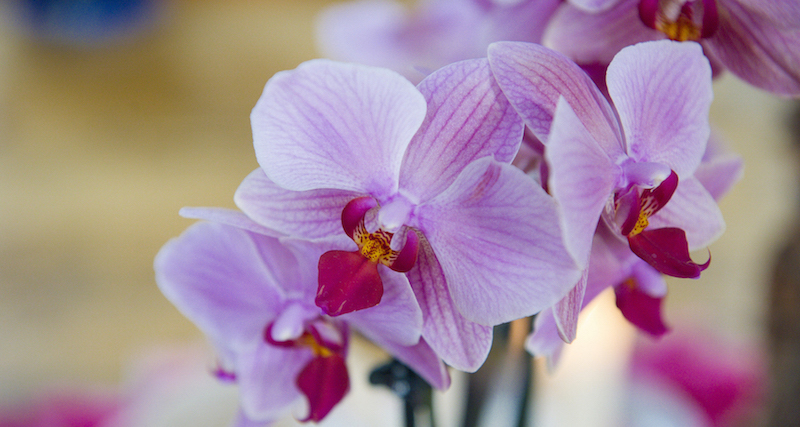 Orchideenblute-violett.jpg