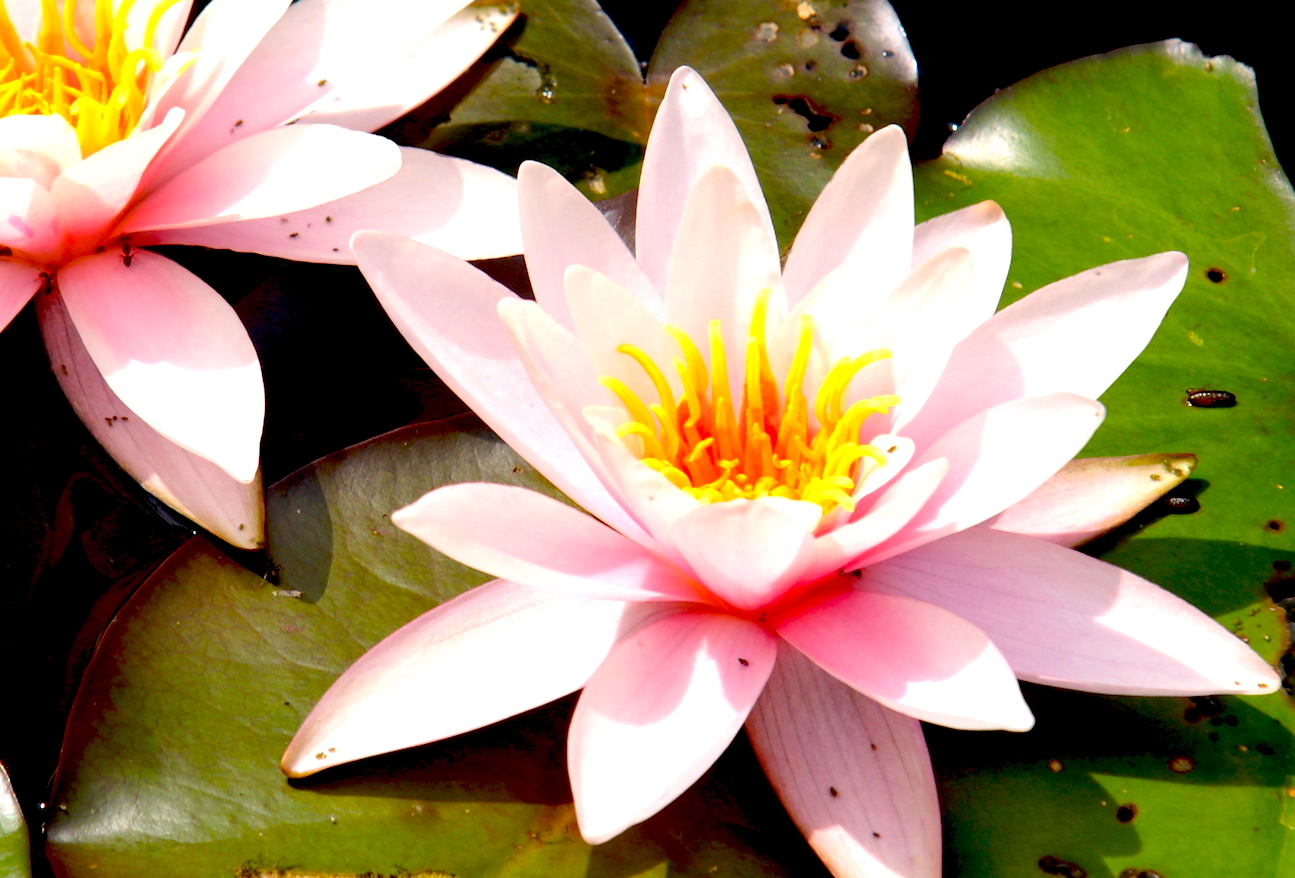Seerose