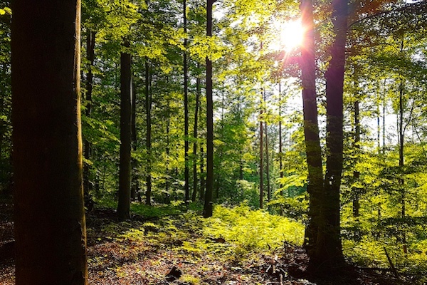 Waldsonnenlicht Kopie